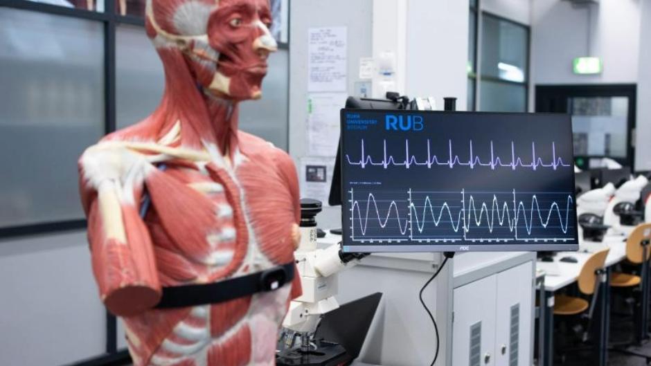 Herz trifft KI – Bochumer Forschende entwickeln biometrische Schnittstelle Herz trifft KI – Bochumer Forschende entwickeln biometrische Schnittstelle